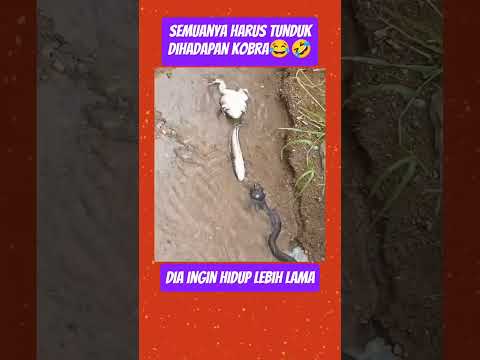 Hee Kok Bisa Gituh Ya😂🤣 #shorts thumbnail