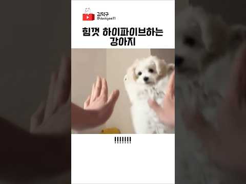 힘껏 하이파이브하는 강아지 thumbnail