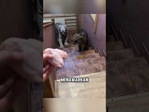 Wanita ini mendapatkan keluarga baru untuk anjingnya ❤️ thumbnail