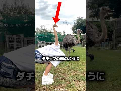 手でダチョウの真似をしたら起きたこと ? thumbnail