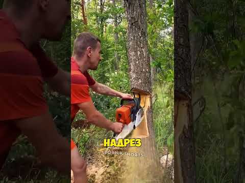 Как за границей валят деревья без техники!? 😳 thumbnail