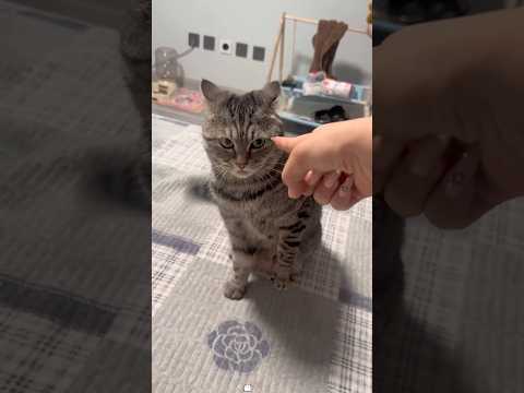 Stubborn cat ?? #usaus #cute #foryou #funnycats #youtubeshorts thumbnail