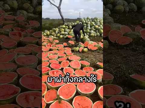 ทุบแตงโมทิ้งแบบนี้เพื่อ? thumbnail