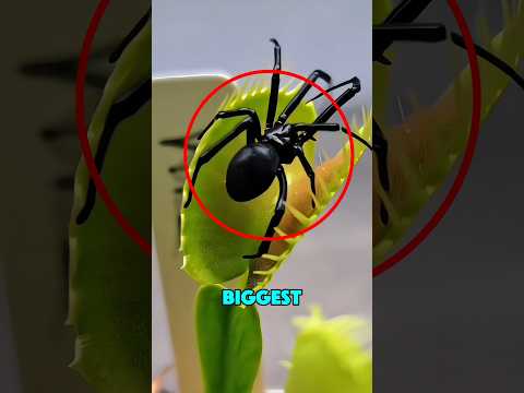 The Most Dangerous PLANT In The World‼️😱 thumbnail