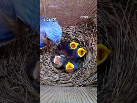 American Bluebird's emotional reproduction cycle #shorts #birds #animals #wildlife #cuteanimals thumbnail