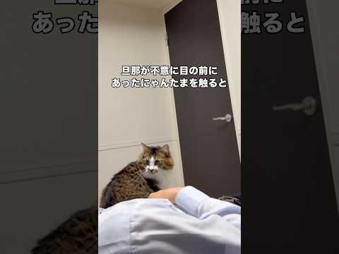 そこににゃんたまがあったから触っただけなのに旦那にブチ切れる猫 #保護猫 #にゃんたま #猫 #shorts thumbnail