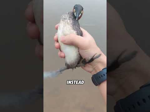 Birds that can run on water#animals #funnyanimal #funny #cute #grebe thumbnail