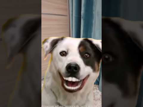 This dog? #shorts #animation thumbnail