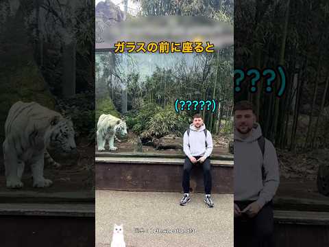 大きなネコの前に座ると起きること thumbnail