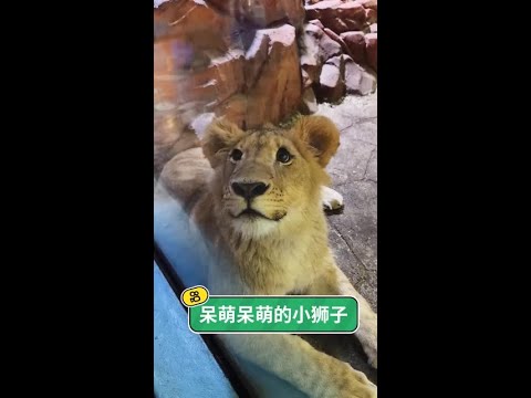 跨越時空的重逢：當被人類撫養長大的獅子，再次見到久違的恩人，那場令人淚目的深情擁抱。 thumbnail