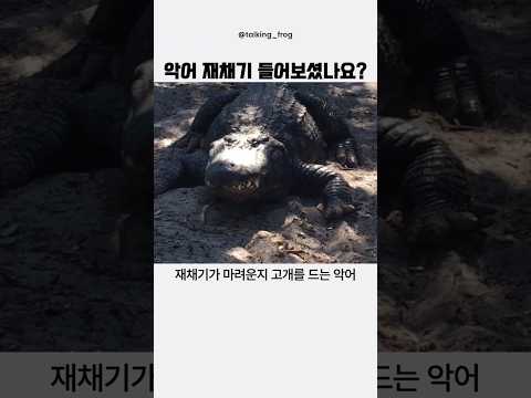 악어 재채기 들어보셨나요 thumbnail