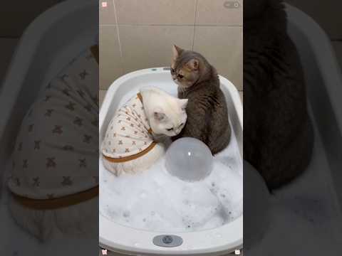 ¡Este video te ara REÍR!??? #humor #cat #cats #cute thumbnail