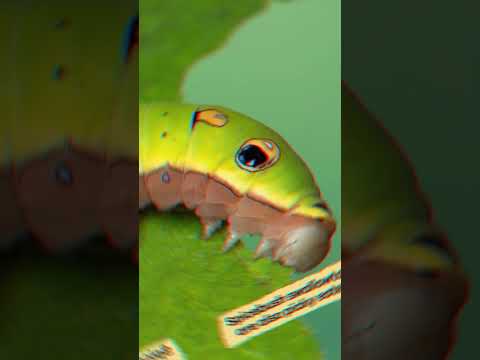 Spicebush Swallowtail Catepillars for Kids | #shorts thumbnail