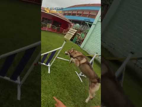 POV MELATIH CHESTER & RUBY SI 2 SERIGALA thumbnail