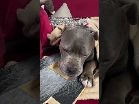 ? https://thecalmpaw.store/products/thecalmpaw thumbnail