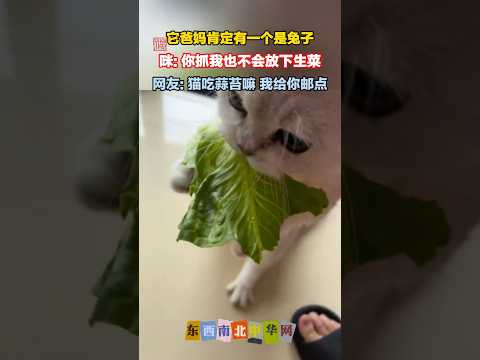 猫咪喜欢吃生菜 thumbnail