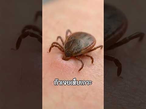 เจอเห็บเกาะแบบนี้ห้ามดึง thumbnail