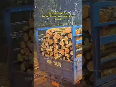 Thông báo luôn nhớ: Của anh 19 triệu + tước bằng 2 tháng 😂 #luatgiaothong #shorts thumbnail