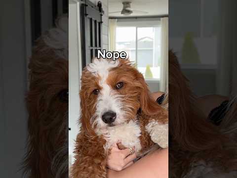 Teenage phase in full swing #dogs #dogcomedy thumbnail