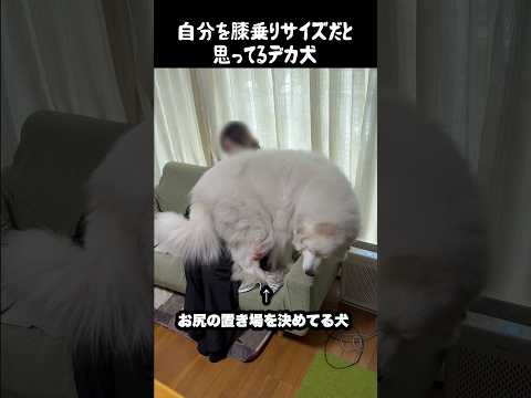 自分の重さを自覚してない愛犬　#greatpyrenees #大型犬 #大型犬のいる生活 #大型犬と暮らす #グレートピレニーズ #犬のいる生活 #ゴールデンレトリバー #愛犬 #puppy #癒し thumbnail