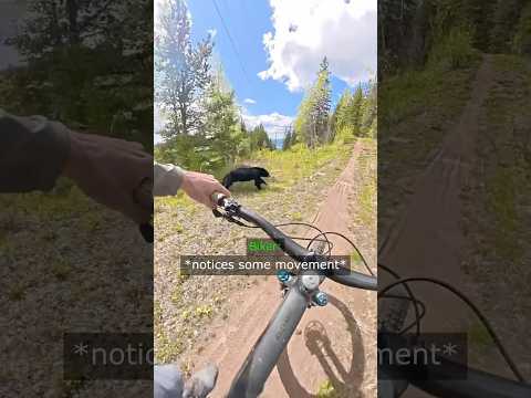 Biker Encounters A Wild Beast… thumbnail