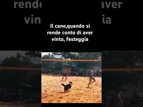 Troppo bello i cani #cani thumbnail