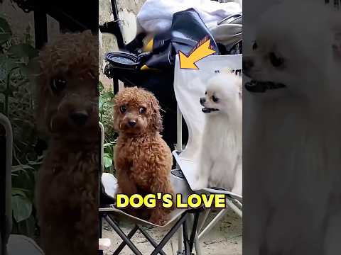 This dog gets so mad thumbnail