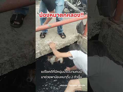 หนุ่มน้ำใจงามช่วยน้องหมาขึ้นจากคลอง #น้ำใจคนไทย #ทำความดี #คนรักหมา #หมา #หมาน่ารัก #shorts thumbnail
