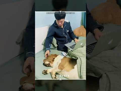 Dünyanın En Uzun Kulaklı Köpeği 🤍🐶 thumbnail
