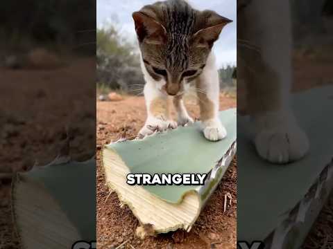 Why Cats Are Obsessed With These Leaves 🤯 thumbnail