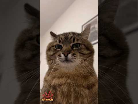 Cat Giggles #270 – Your Daily Dose of Funny Cats! 😻 #shorts #pet #cat #funny #foryou #viralvideo thumbnail