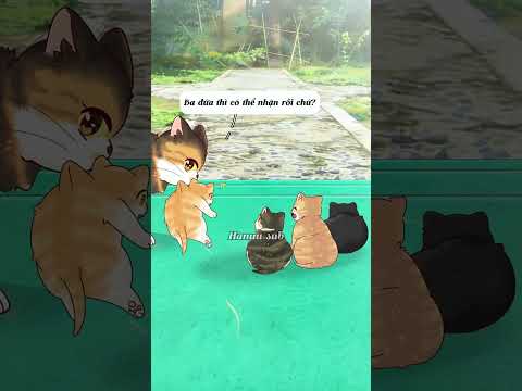 Cứu tinh của cả đàn mèo, chị chủ đã làm gì? thumbnail