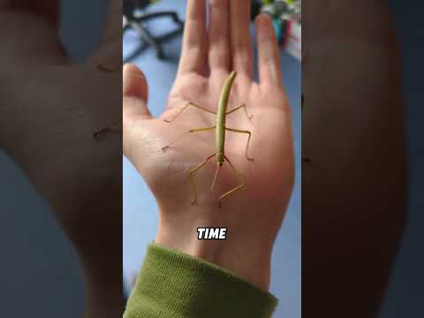 An insect that looks like a twig#animals #funnyanimal #funny #cute #stickinsect thumbnail