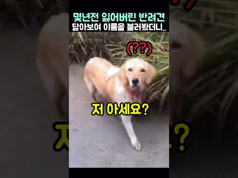 몇년전 잃어버린 반려견과 닮아보여 이름을 불러봤더니 댕댕이의 반응 thumbnail