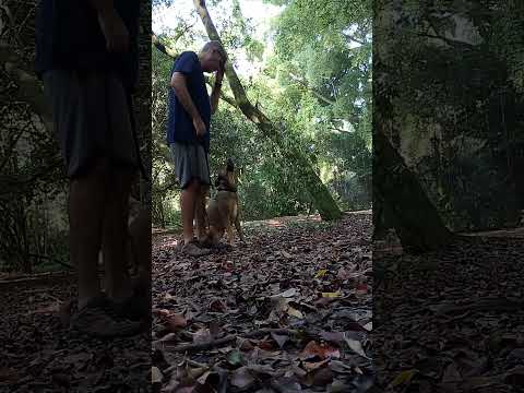Disciplina que gera liberdade #cachorros #adestrador #adestradordecaes #cães #dogwalk #shorts #dog thumbnail
