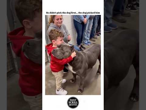 ♥️🔥 #scrillhassan #chicago  #california #detroit #funny #comedy #shorts #fyp #gfunk #dog #kids thumbnail