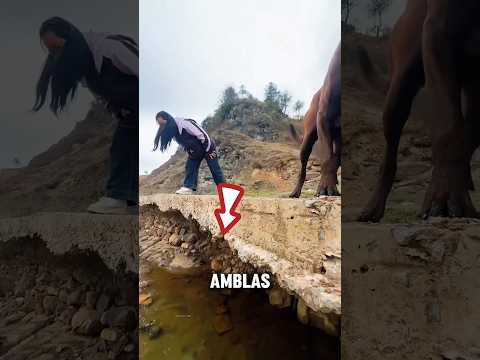 Gara-Gara Gadis dan Anjing Pintar ini, Banyak Orang Berhasil Selamat dari Bahaya! thumbnail