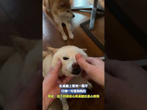 在桌腿上看到一颗牙，一看是狗狗的 thumbnail
