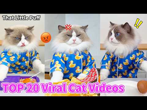 Top 20 Trending Videos Q1 2026 | That Little Puff thumbnail