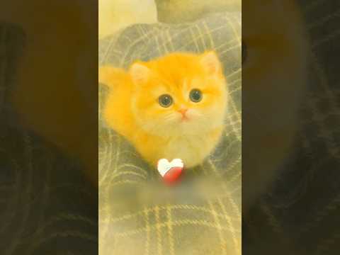 هذا الاب اهدى بنتو قطة صغيرة 🥹❤️ #shortvideo thumbnail