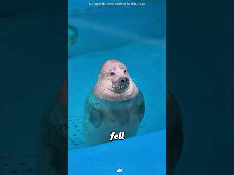 This Seal ACTED Like a Puppy#shorts thumbnail