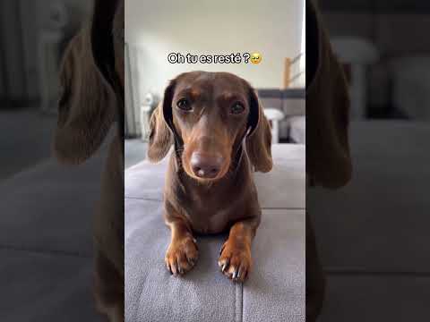 Vous aimez mon manteau ?? #dog #dachshund #chien #puppy #trends thumbnail