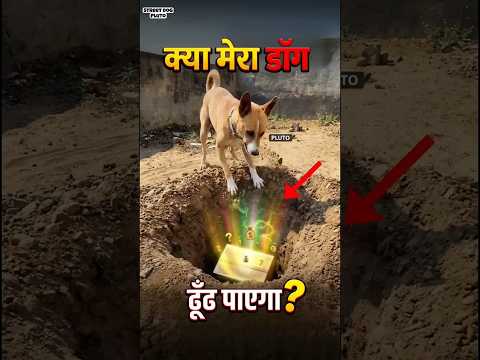 Can My Dog Find Hidden Secret Under Ground thumbnail