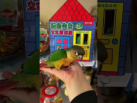 Mithat’ın evini bulmak sandığından zor çıktı 😂🏠🐦 thumbnail
