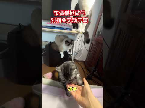 只有布偶猫对指令无动于衷 #cat #喵哥是萌新 thumbnail