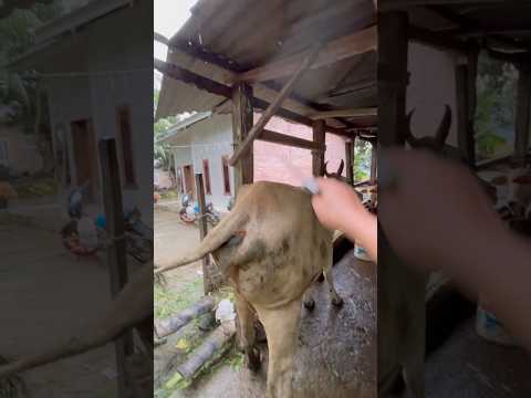Multivitamin sapi indukan liarnya luar biasa thumbnail