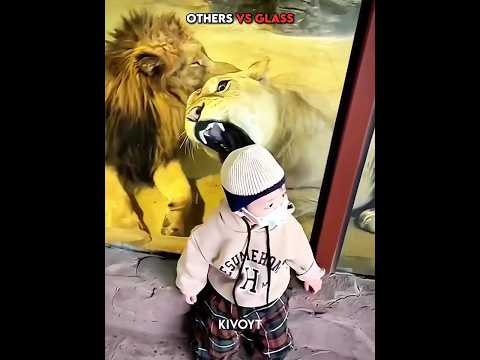 Other animals vs Glass vs Gorilla 💀 #edit #usa #europe thumbnail