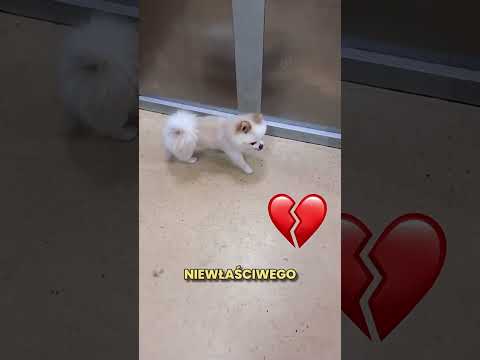 Ten Piesek Nie Mógł Znaleźć Swojej Właścicielki 😯❤️ thumbnail