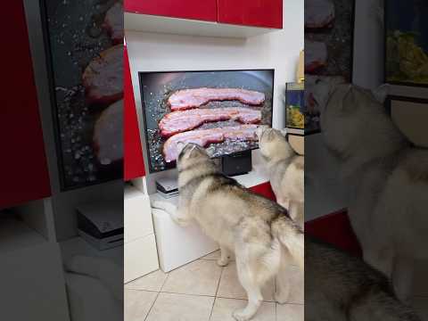 Metti questo VIDEO in TV e il tuo CANE leccherá lo SCHERMO!🤭🥓🐶 #dog #dogs #cane #dogchallenge thumbnail