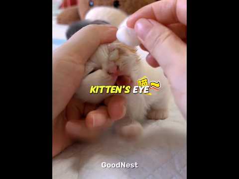 Something's Stuck In The Kitten's Eye ? thumbnail